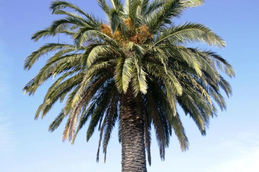 Golden Palms Motel Geelong Zewnętrze zdjęcie